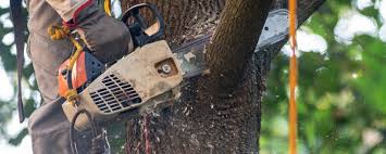 How Our Tree Care Process Works  in Luna Pier, MI